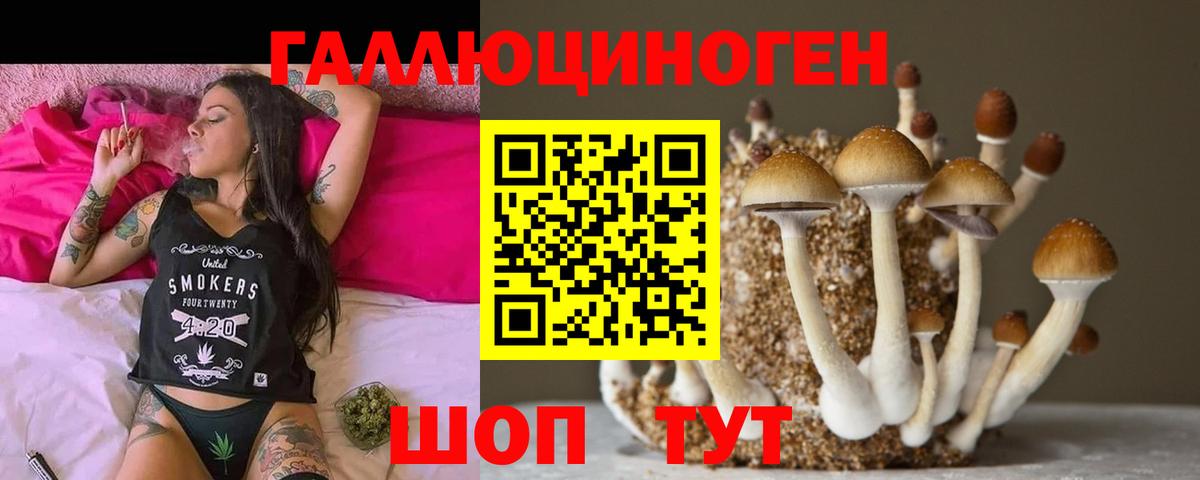 Псилоцибиновые грибы Psilocybine cubensis Долгопрудный